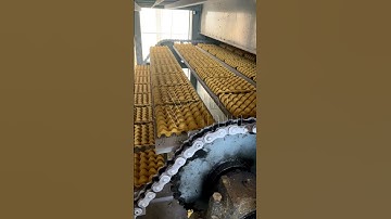 Paper Egg Tray Manufacturers | Global Packaging Machinery | New Dawn Machinery