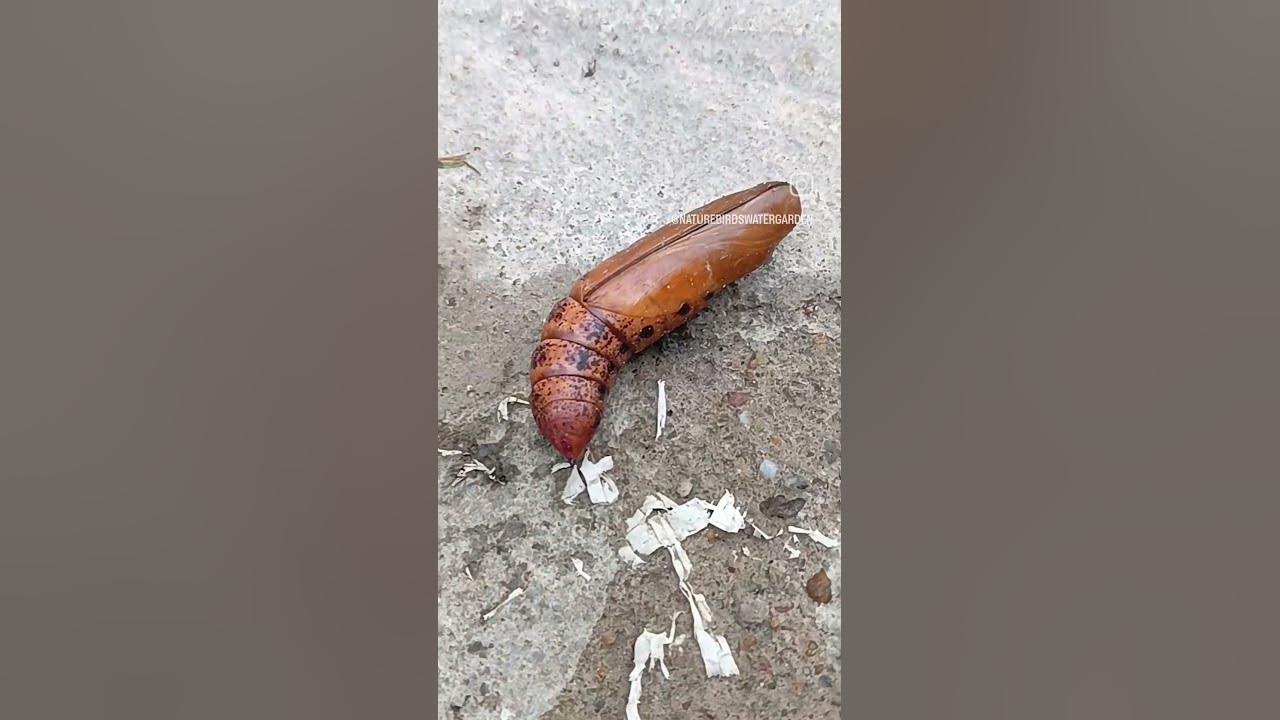 warm quilt bgm master tamilvarisuanirudh beast song