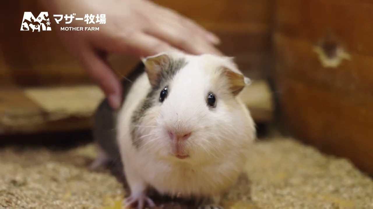 マザー牧場】動物たち - YouTube