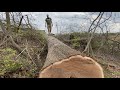 Cutting a big white oak tree  how to avoid the dreaded barber chair