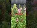 Looking for #beautiful #flower to grow? #snapdragons are the best they also #regrow from clippings