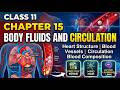 Class 11 Biology Ch 15: Body Fluids &amp; Circulation Full Chapter | NCERT Line by Line Explanation