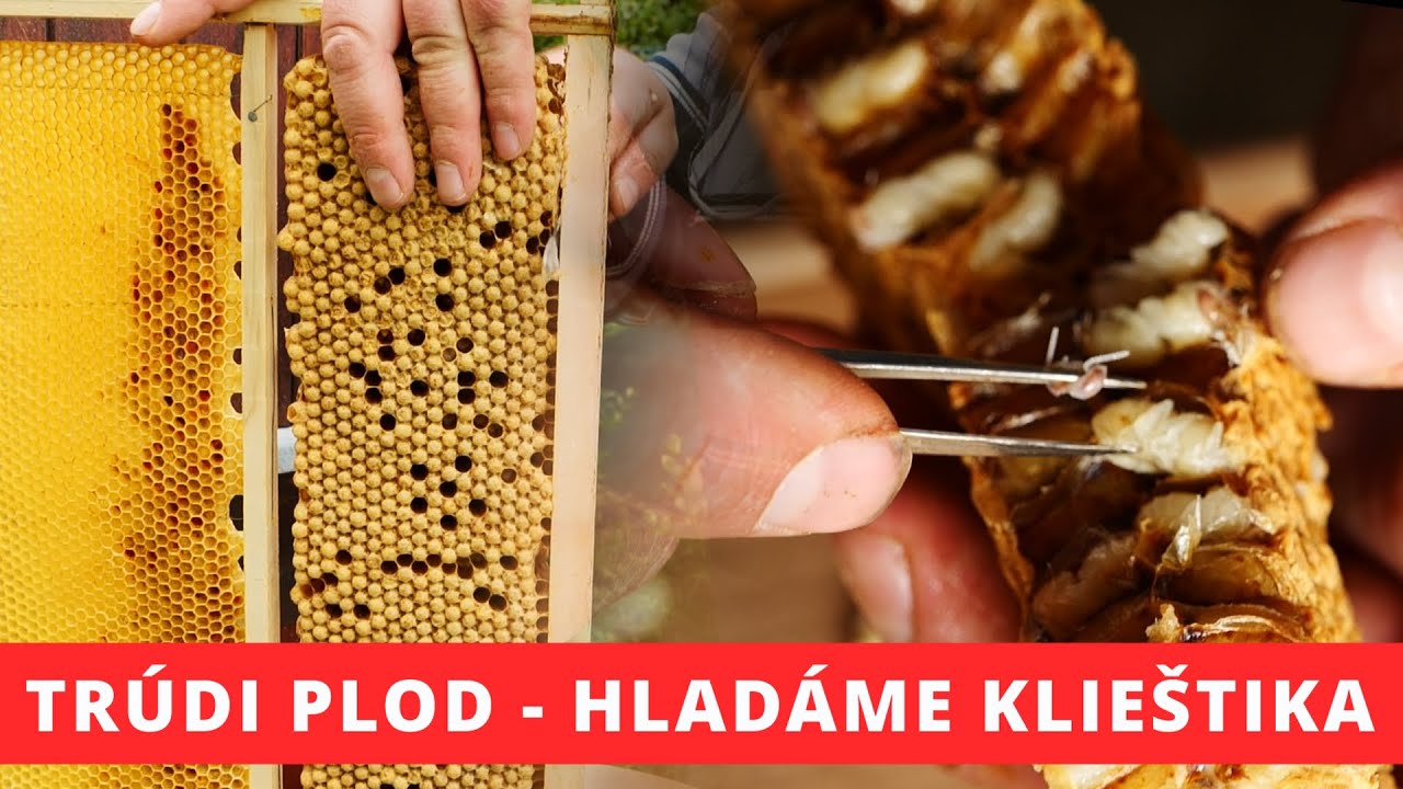 175. Stavebný rámik - od vloženia až po vyberanie trúdieho plodu