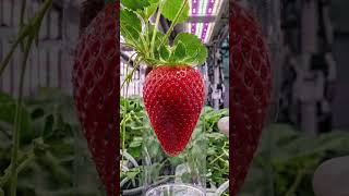 Harvest of the Future: Growing Square &amp; Long Strawberries! 🍓🧪