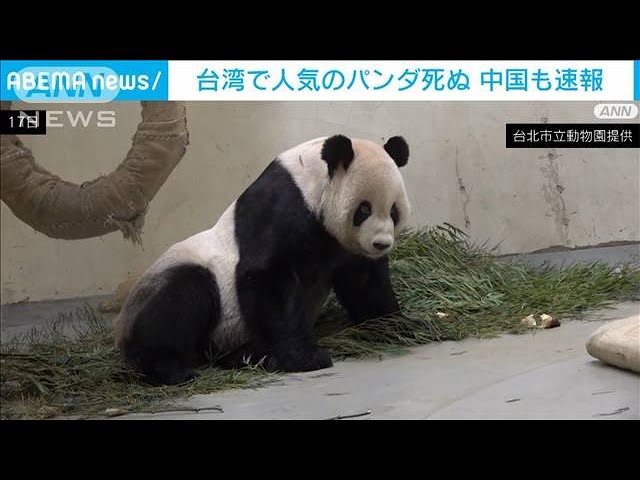 速報】中国メディアも速報 台湾で人気のジャイアントパンダ死ぬ(2022年