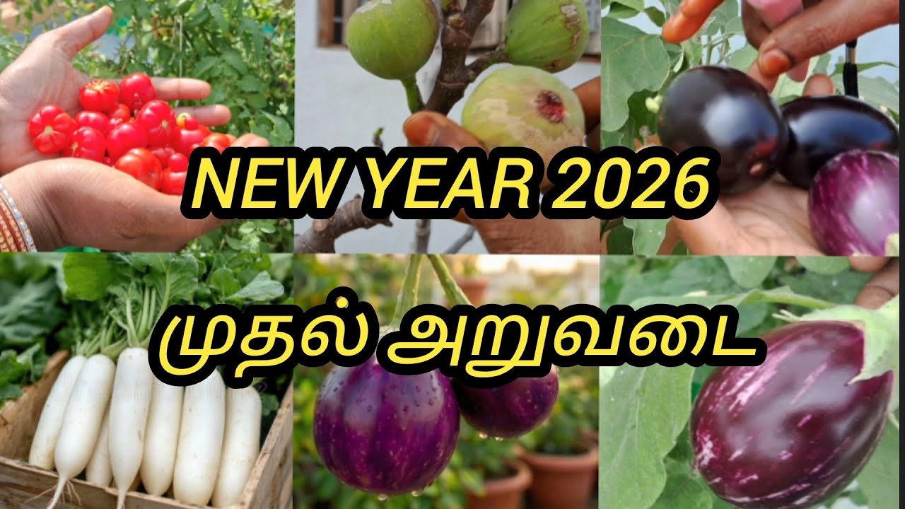 மாடித்தோட்டத்தில் பம்பர் அறுவடை | | Harvest In Our Terrace Garden | | Trending | | Gardening 