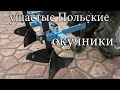 Окучники ушастые .Польские чертежи .