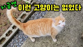 울타리를 사이에 두고 고양이를 놀리는 족제비! 고양이의 영웅이 나타났다ㅋ