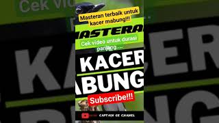 Masteran Kacer Pagi Dan Malam