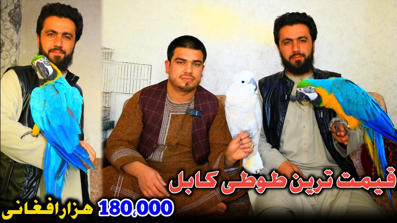 شوق _ قیمت ترین طوطی در کابل 180،000 هزار افغانی|The most expensive parrot in Kabul costs 180,000 Af