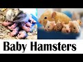 Hamster Babies and Hamster Mother,  Best Hamster  Moments,#SyrianHamster, #BabyHamster, #woavideos