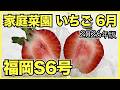 【2026年版】家庭菜園のいちごで6月にやるべきこと【福岡S6号と病害虫対策】