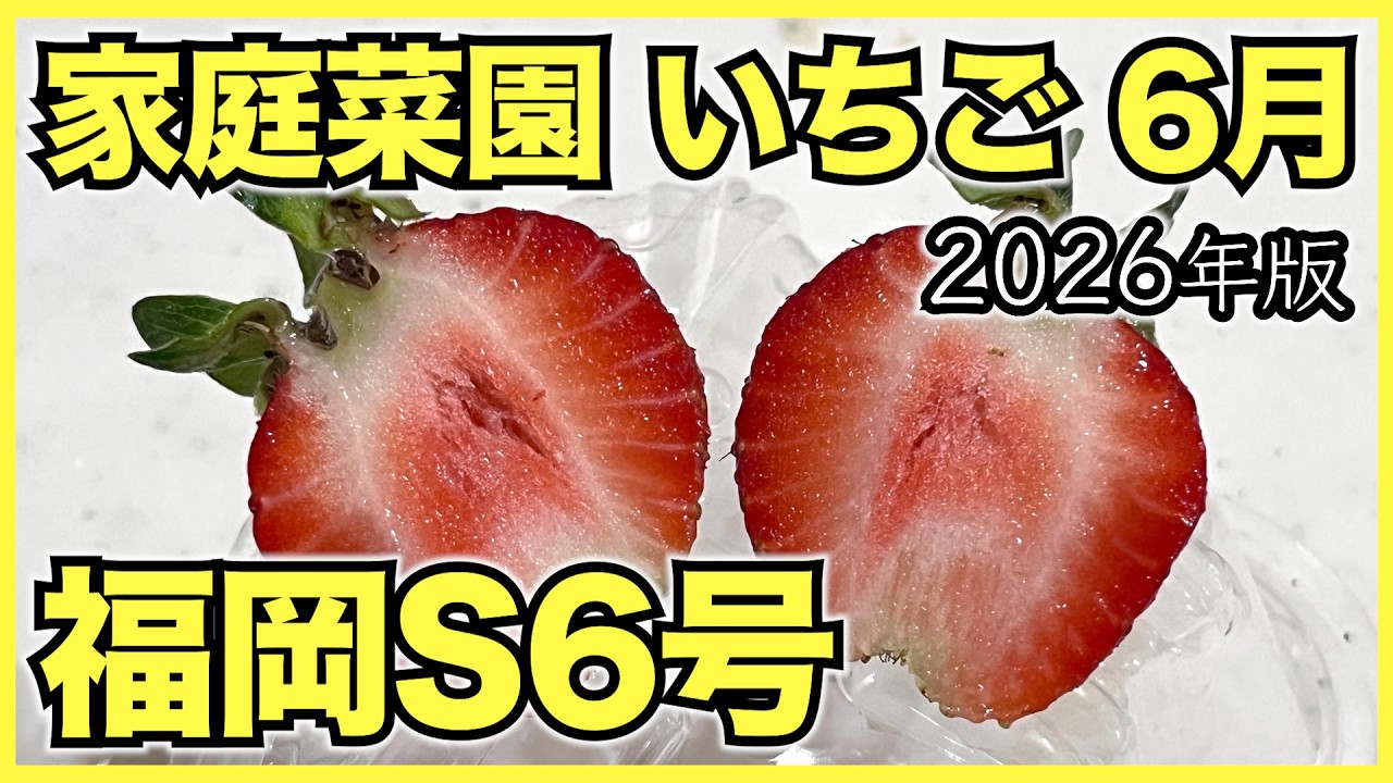 【2026年版】家庭菜園のいちごで6月にやるべきこと【福岡S6号と病害虫対策】