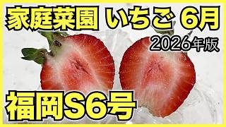 【2026年版】家庭菜園のいちごで6月にやるべきこと【福岡S6号と病害虫対策】