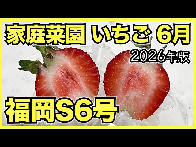 2026 Edition] Things to Do for Home-Grown Strawberries in June