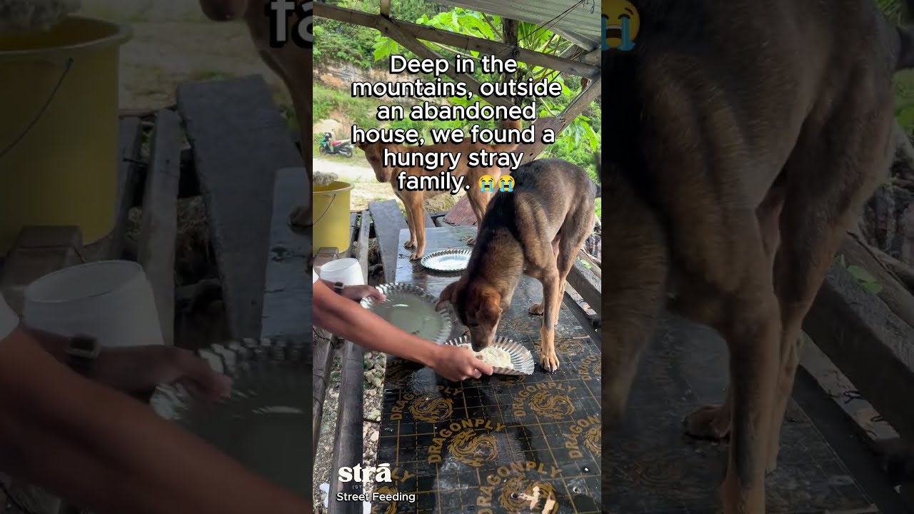 In An Abandoned Home A Mama Dog And Her Puppies Were Waiting Cold Hungry Unseen 