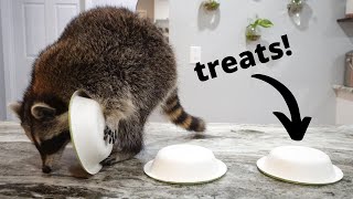 Testing My Raccoon's Intelligence! by Tito The Raccoon 455,477 views 3 years ago 10 minutes, 51 seconds