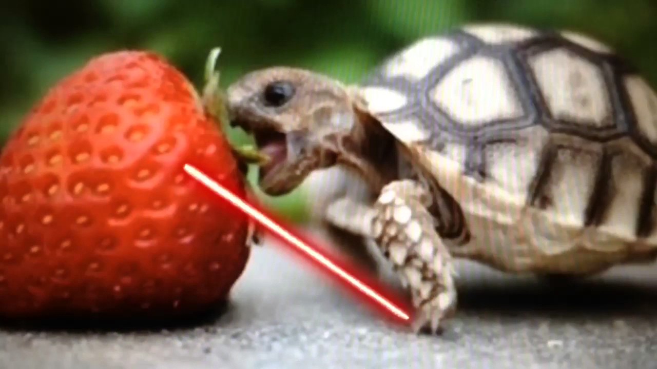 WHAT DO YOU THINK WILL HAPPEN SEE THE VIDEO AND FIND OUT YouTube