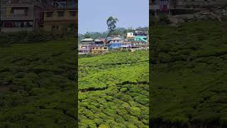 Asi son los campos de té en India.
