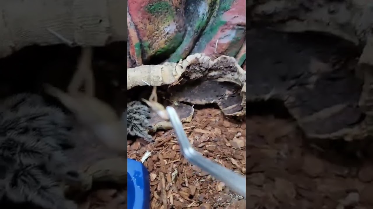 DO YOU HAVE ARACHNOPHOBIA? IF YES, WATCH THIS! 🕷