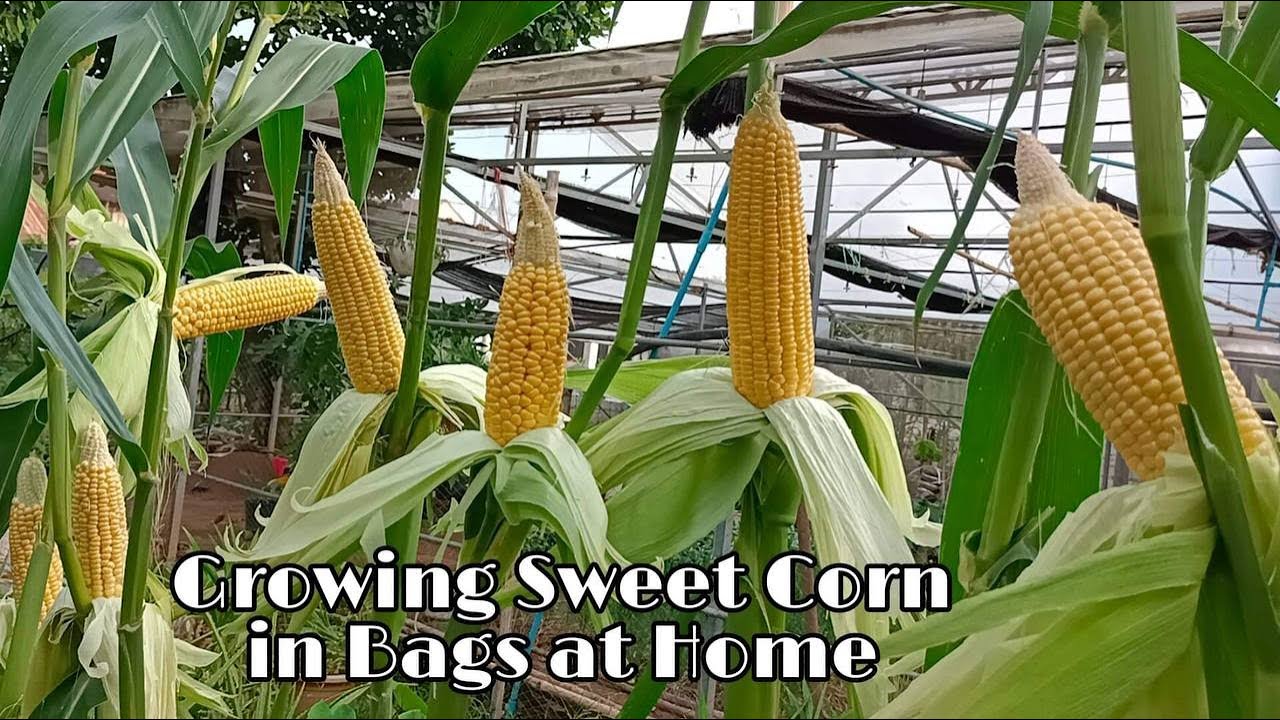 Planting corn in 20 gallon grow bag  YouTube