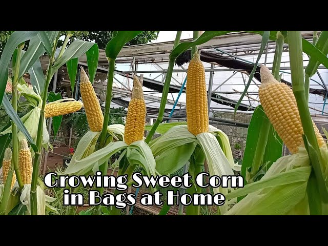 How to Grow Sweet Corn in Bags at Home / Easy for Beginners 