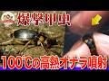 【アツすぎる昆虫】お尻から100℃の高熱オナラを噴射するミイデラゴミムシ！天敵ヒキガエルも怯える必殺技は加熱式弁当と同じ仕組みだった【どうぶつ奇想天外／WAKUWAKU】