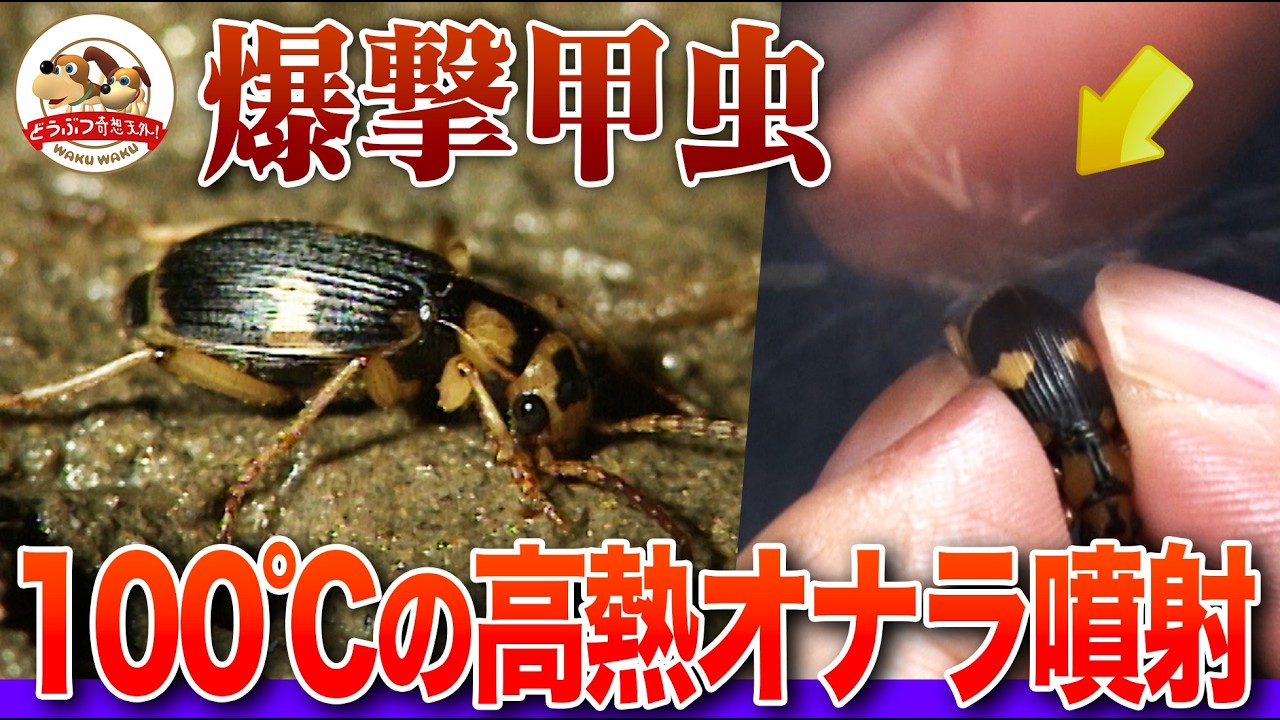 アツすぎる昆虫】お尻から100℃の高熱オナラを噴射するミイデラゴミムシ