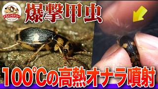アツすぎる昆虫】お尻から100℃の高熱オナラを噴射するミイデラゴミムシ