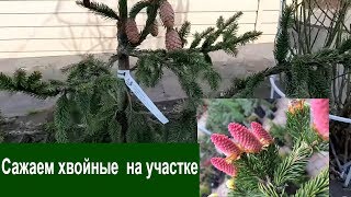 Посадка хвойных растений на участке. Ель Акрокона, Ель Пуш и сосна Винтер Голд. Посадка хвойных растений на участке. Ель Акрокона, Ель Пуш и сосна Винтер Голд.