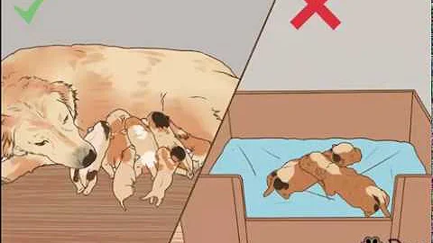 How to Encourage a Mother Dog to Feed Her Litter - DayDayNews