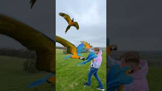6 Macaws in our home and free flying! #macaws #freeflying