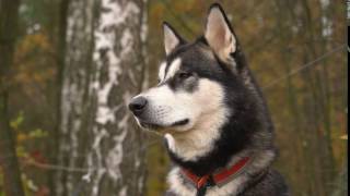 the Dog Sits and Stares Into the Distance on a Background Autumn Forest. Head Husky Breed Dog on a