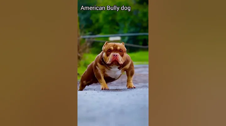 American Bully dog 🐕 Dangerous dog breeds in the world 🌎 #american #dog #viral