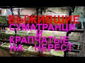 Крапчатые и Барбусня на нерест. Выжившие с заказа...