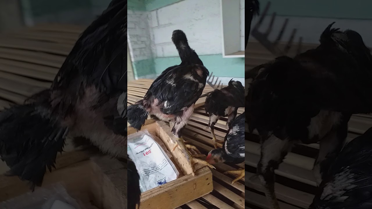Ternak ayam bangkok 