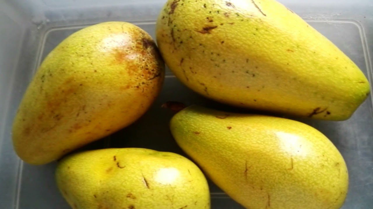 YELLOW SKIN AVOCADO YouTube