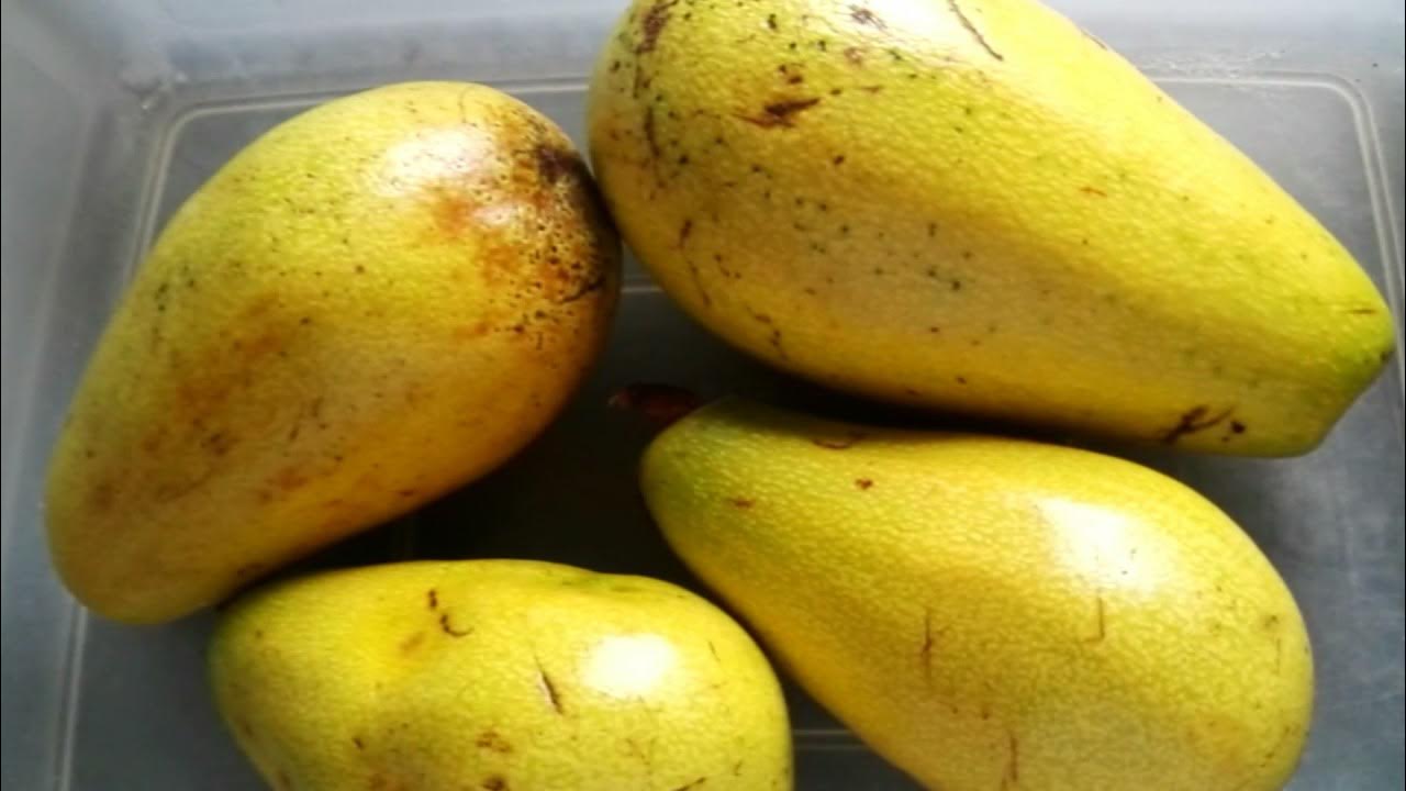 YELLOW SKIN AVOCADO YouTube