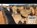 TRAILER LOADING A BULL | PASTURE CLEAN OUT | BOOT POUCHES