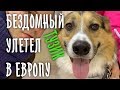 БЕЗДОМНАЯ СОБАКА УЛЕТЕЛА В ЕВРОПУ. ЧАСТЬ 1.