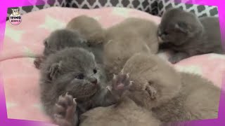 10 Days After Birth  Tiny Kittens Meowing, Falling Asleep Cute British Shorthair Cat Lilac and Blue