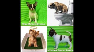 картинка: КАК ПРИУЧИТЬ ЩЕНКА КЛОТКУ (ПЕЛЕНКЕ) / питомник Чихуахуа (ЧИХУА) Мари Мистик / Марина Белкина