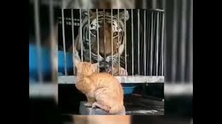 STORY WA| Detik detik Harimau🐅 Takut Sama Kucing Oren🐈