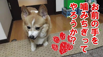 要注意 鬼おこコーギー集 コーギーチロ Youtube