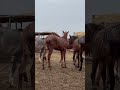 Лошади Карабайыр Казахские ✊