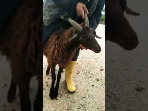 Video: Keçiler - Büyük Evcil Hayvan Olan Çiftlik Hayvanları!