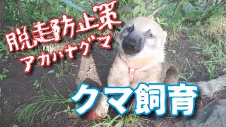 ペット脱走対策！アカハナグマ脱走防止方