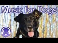 Dog Music Therapy: Calm My Dog with NEW Reggae Music for Dogs! (2018)