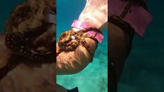 mermaid girl plays with a massive octopus