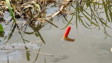 Câu Cá Rô Đồng Ao Hoang Đụng Mấy Cụ Rô Mề Kéo Phao Là Đà Quá Phê